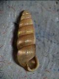 Renea&nbsp;spectabilis